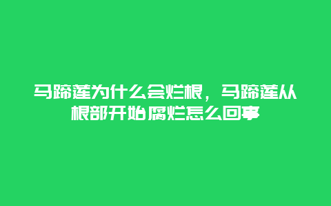 马蹄莲为什么会烂根，马蹄莲从根部开始腐烂怎么回事