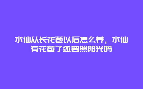 水仙从长花苞以后怎么养，水仙有花苞了还要照阳光吗