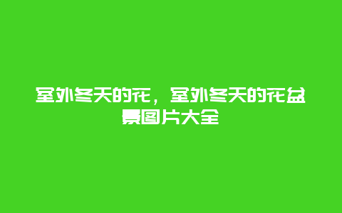 室外冬天的花，室外冬天的花盆景图片大全