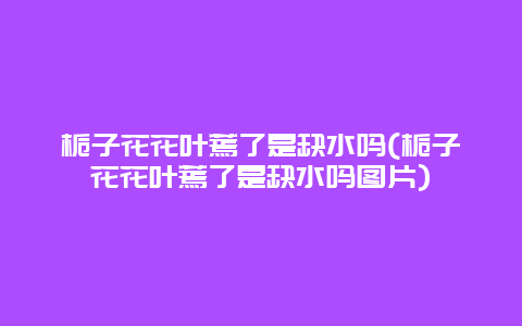 栀子花花叶蔫了是缺水吗(栀子花花叶蔫了是缺水吗图片)