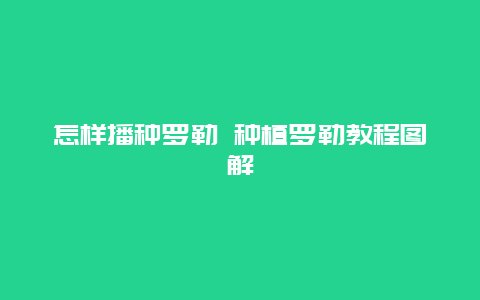 怎样播种罗勒 种植罗勒教程图解