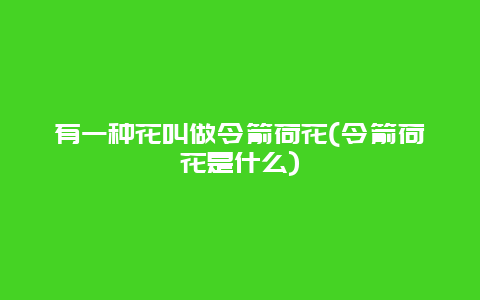 有一种花叫做令箭荷花(令箭荷花是什么)