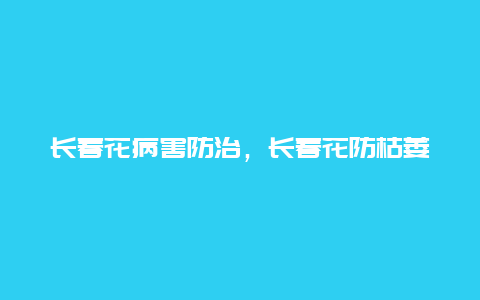 长春花病害防治，长春花防枯萎