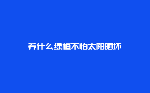 养什么绿植不怕太阳晒坏