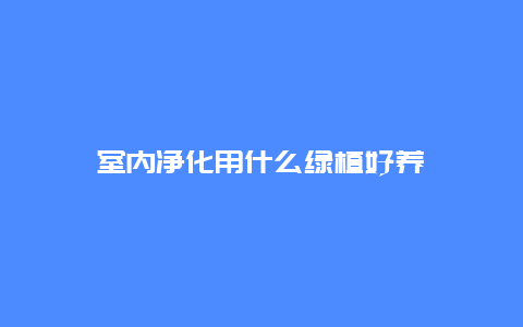 室内净化用什么绿植好养