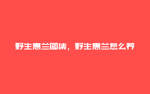 野生惠兰图集，野生惠兰怎么养