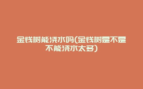 金钱树能浇水吗(金钱树是不是不能浇水太多)