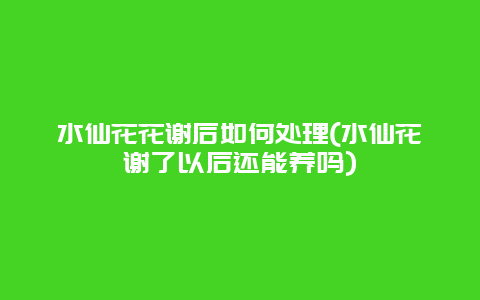 水仙花花谢后如何处理(水仙花谢了以后还能养吗)