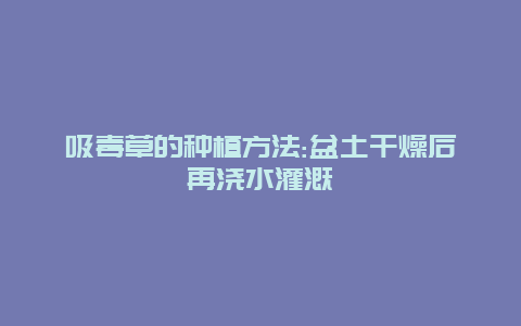 吸毒草的种植方法:盆土干燥后再浇水灌溉