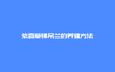 紫露草锦吊兰的养殖方法