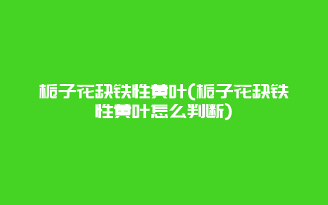 栀子花缺铁性黄叶(栀子花缺铁性黄叶怎么判断)