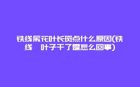 铁线厥花叶长斑点什么原因(铁线蕨叶子干了是怎么回事)