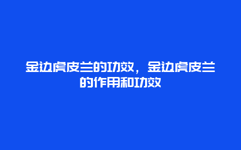 金边虎皮兰的功效，金边虎皮兰的作用和功效