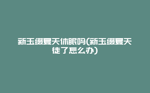 新玉缀夏天休眠吗(新玉缀夏天徒了怎么办)