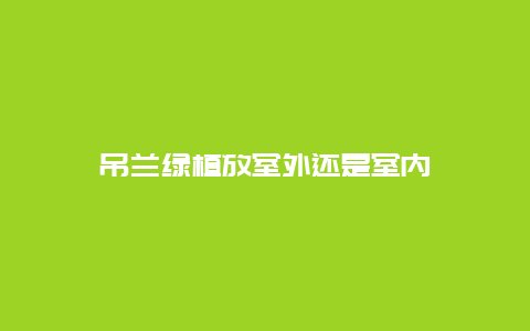 吊兰绿植放室外还是室内