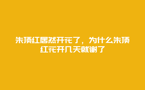 朱顶红居然开花了，为什么朱顶红花开几天就谢了