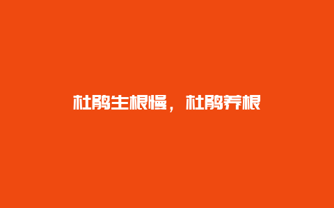 杜鹃生根慢，杜鹃养根