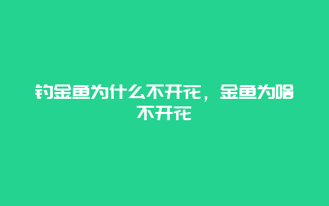 钓金鱼为什么不开花，金鱼为啥不开花