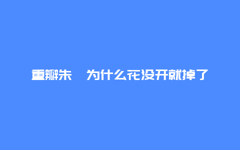 重瓣朱槿为什么花没开就掉了