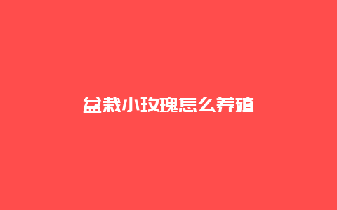 盆栽小玫瑰怎么养殖