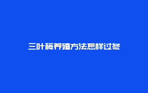 三叶梅养殖方法怎样过冬