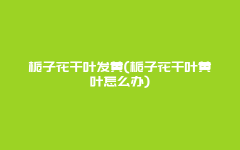 栀子花干叶发黄(栀子花干叶黄叶怎么办)