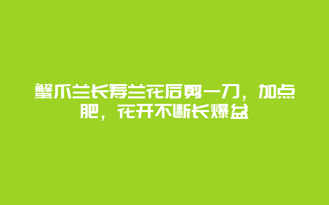 蟹爪兰长寿兰花后剪一刀，加点肥，花开不断长爆盆