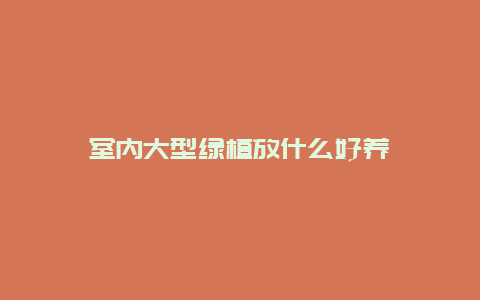 室内大型绿植放什么好养