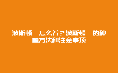 波斯顿蕨怎么养？波斯顿蕨的种植方法和注意事项