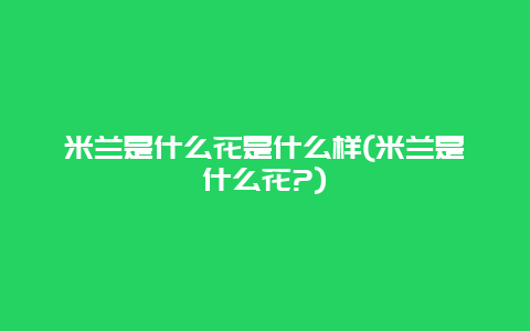 米兰是什么花是什么样(米兰是什么花?)