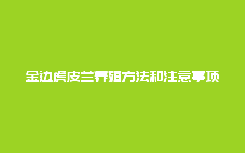 金边虎皮兰养殖方法和注意事项