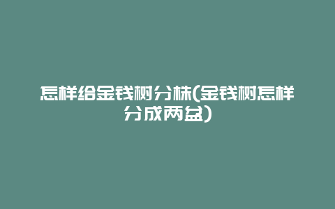 怎样给金钱树分株(金钱树怎样分成两盆)