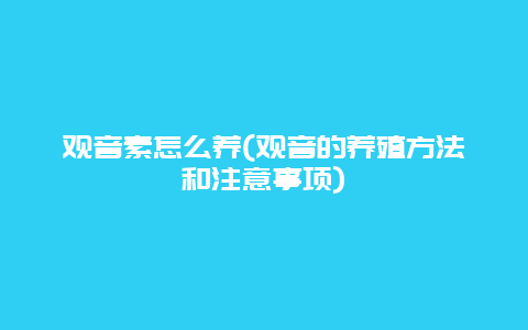 观音素怎么养(观音的养殖方法和注意事项)