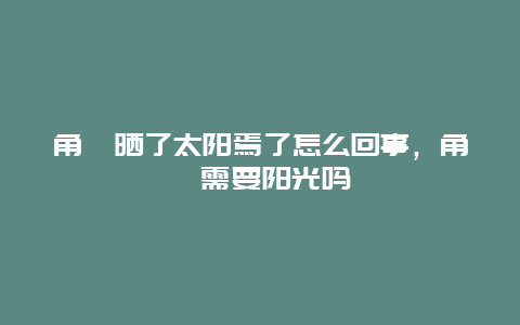 角堇晒了太阳焉了怎么回事，角堇需要阳光吗