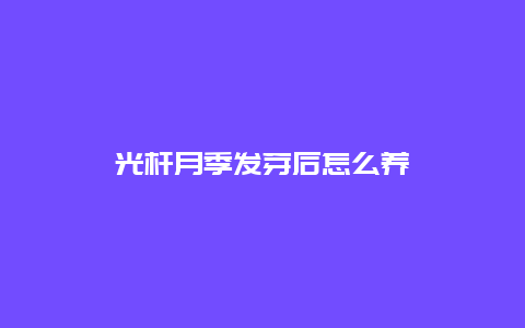 光杆月季发芽后怎么养