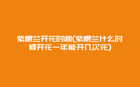 紫根兰开花时间(紫根兰什么时候开花一年能开几次花)