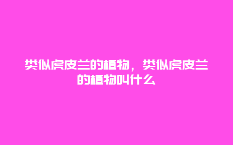 类似虎皮兰的植物，类似虎皮兰的植物叫什么