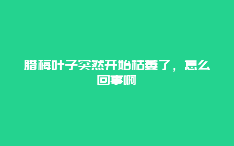 腊梅叶子突然开始枯萎了，怎么回事啊