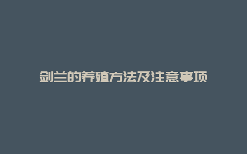 剑兰的养殖方法及注意事项