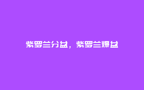 紫罗兰分盆，紫罗兰爆盆