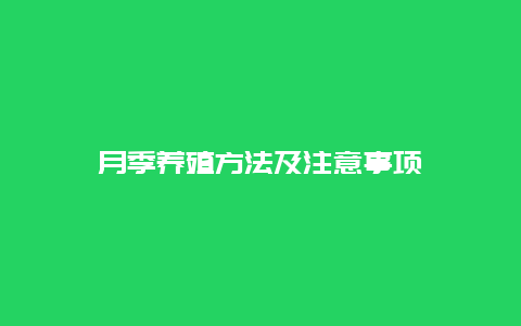 月季养殖方法及注意事项