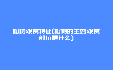 榕树观赏特征(榕树的主要观赏部位是什么)