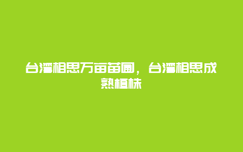 台湾相思万亩苗圃，台湾相思成熟植株