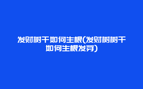 发财树干如何生根(发财树树干如何生根发芽)