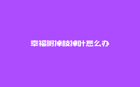 幸福树掉枝掉叶怎么办