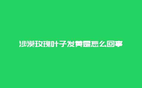 沙漠玫瑰叶子发黄是怎么回事