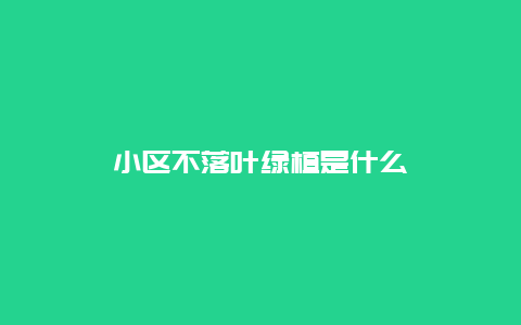 小区不落叶绿植是什么