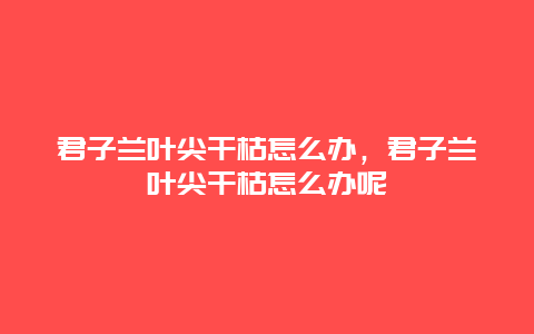 君子兰叶尖干枯怎么办，君子兰叶尖干枯怎么办呢