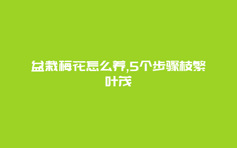 盆栽梅花怎么养,5个步骤枝繁叶茂