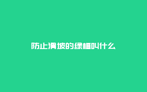 防止滑坡的绿植叫什么